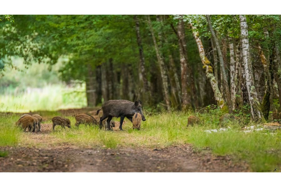 Sigma AF 120-300mm f/2.8 APO EX DG HSM Canon EF