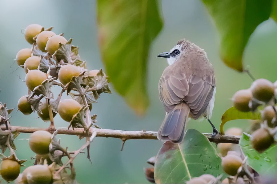 Sigma AF 120-300mm f/2.8 APO EX DG HSM Canon EF