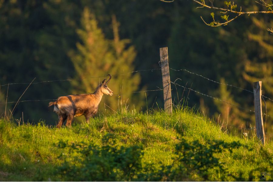 Sigma AF 120-300mm f/2.8 APO EX DG HSM Canon EF
