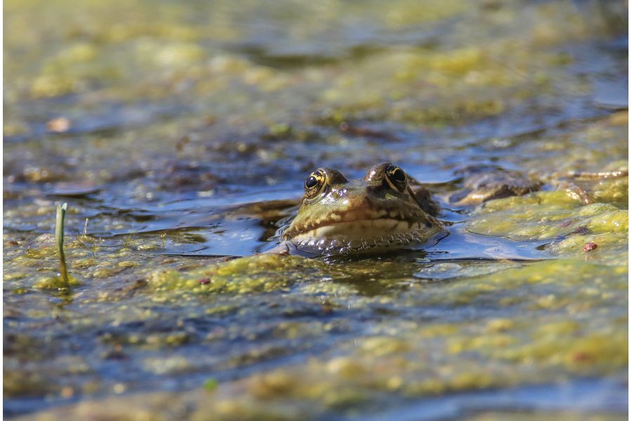 Sigma AF 120-300mm f/2.8 APO EX DG HSM Canon EF
