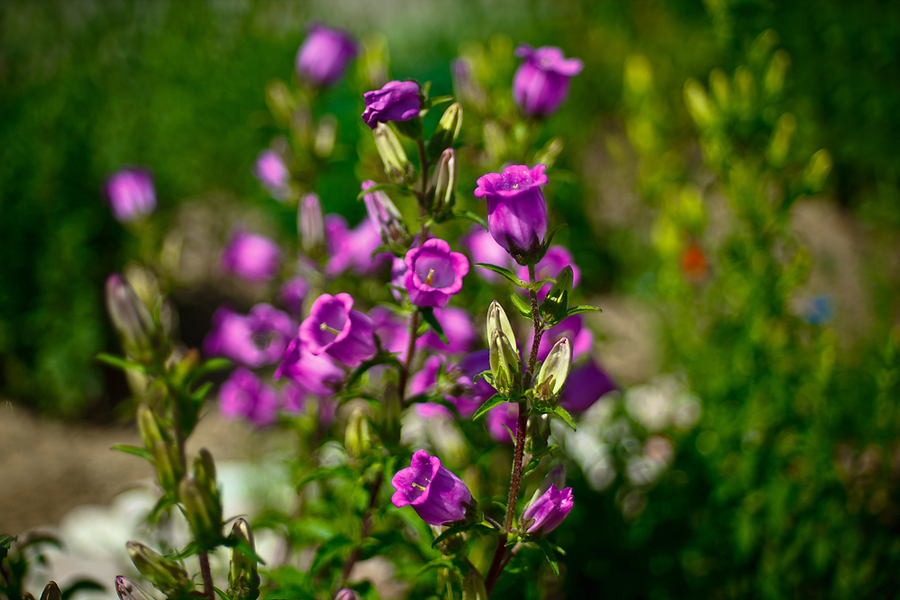 Т-3 2,8/80 М39 (СССР, 1970)