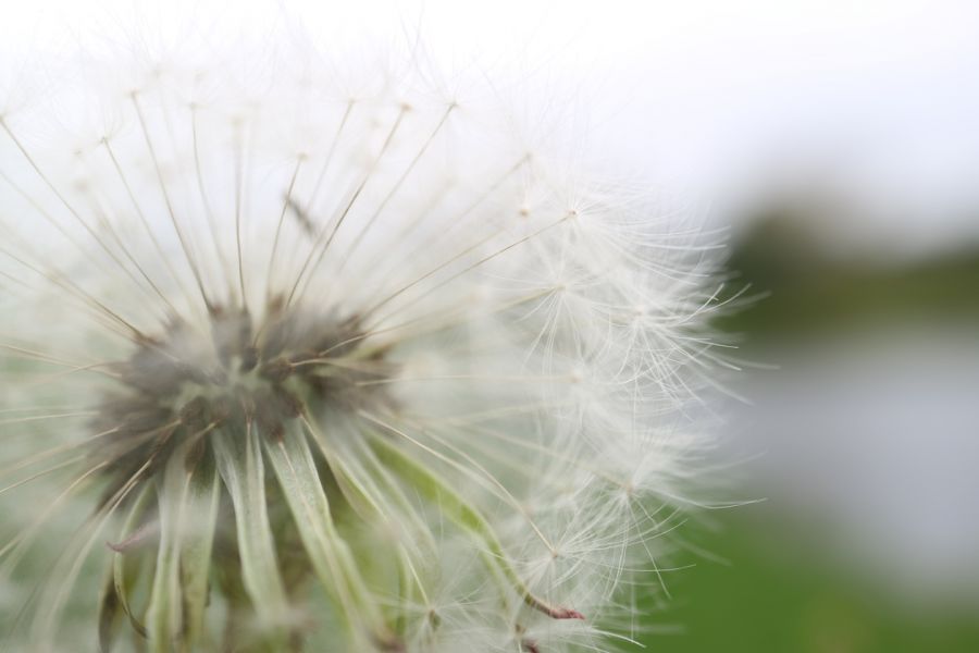 Canon EF-M 28mm f/3.5 Macro IS STM