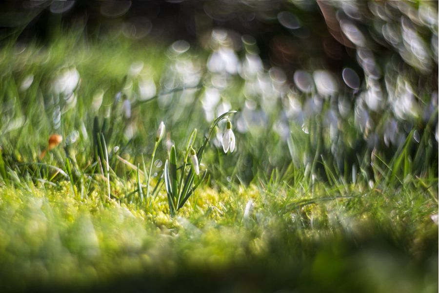 Petzval 2,2/85mm для Canon EF