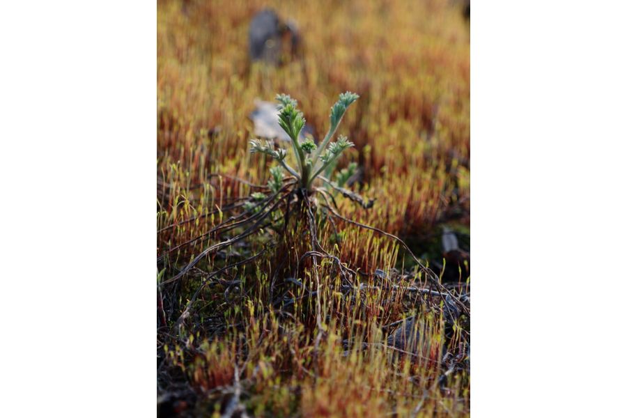 Rodenstock Rodagon 105mm f/5.6