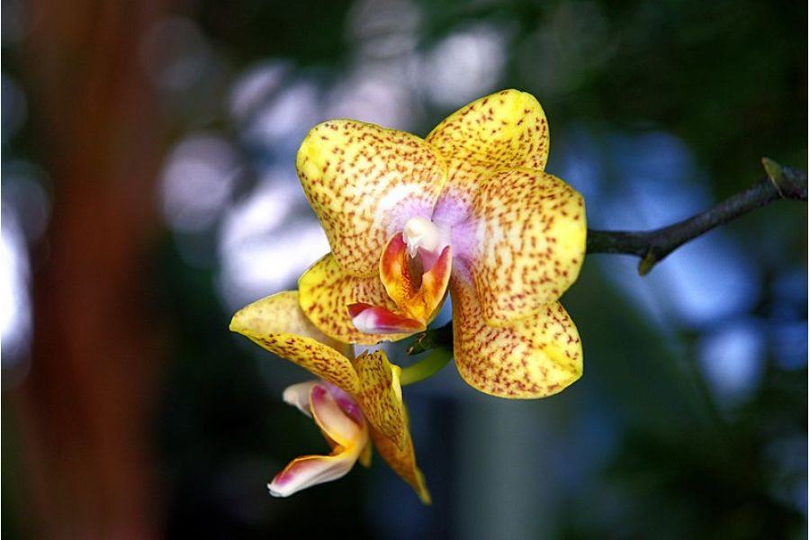 Vario-Sonnar 3.5-4.5/24-85mm T* Carl Zeiss