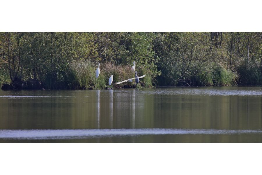 Tamron SP AF 150-600mm F/5-6.3 Di VC USD G2 (A022) Nikon F