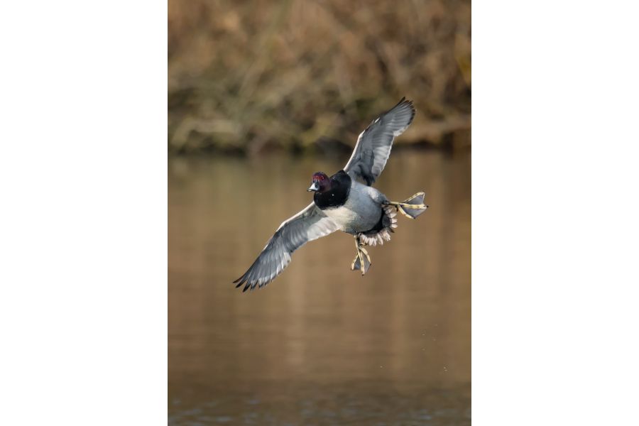 Tamron SP AF 150-600mm F/5-6.3 Di VC USD G2 (A022) Nikon F