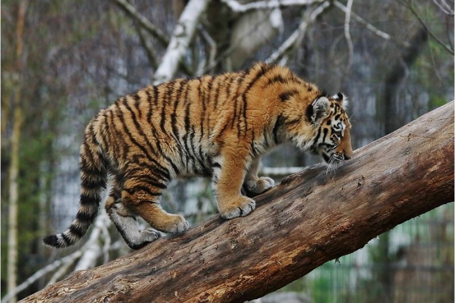 Tamron SP AF 150-600mm F/5-6.3 Di VC USD G2 (A022) Nikon F