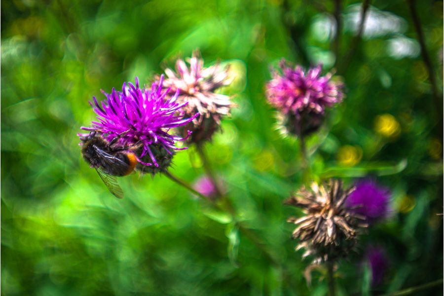 Spiratone 2.8/135 Tc М42 (Japan, 1986)