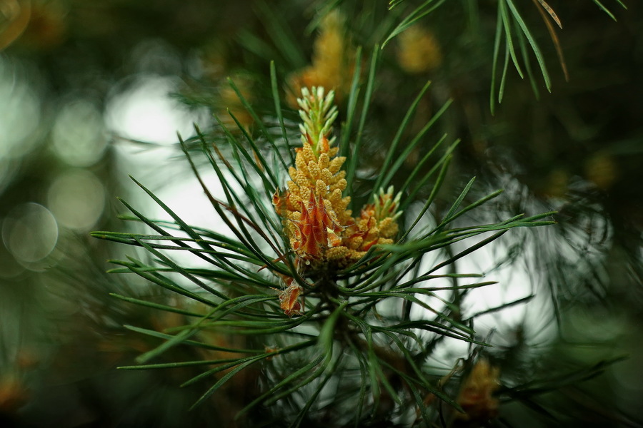 Мир-38Б 3,5/65 (СССР, 1990)