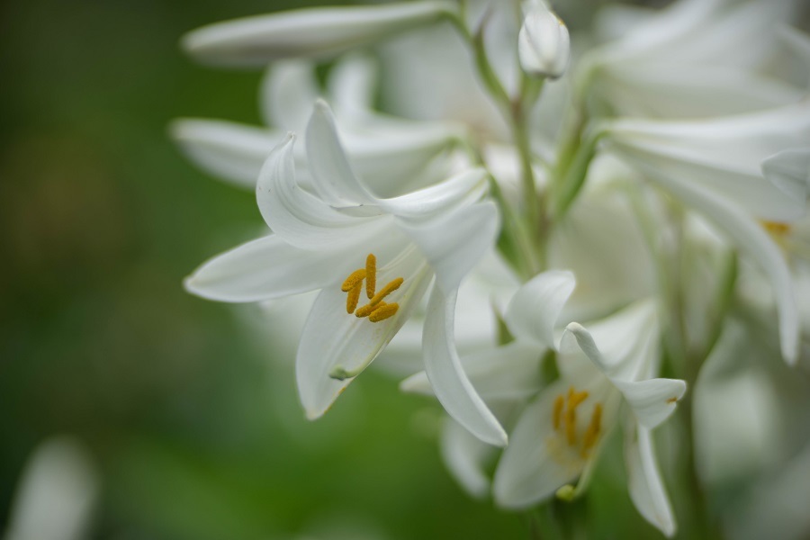 Объектив ЛОМО РО502-1 2/110