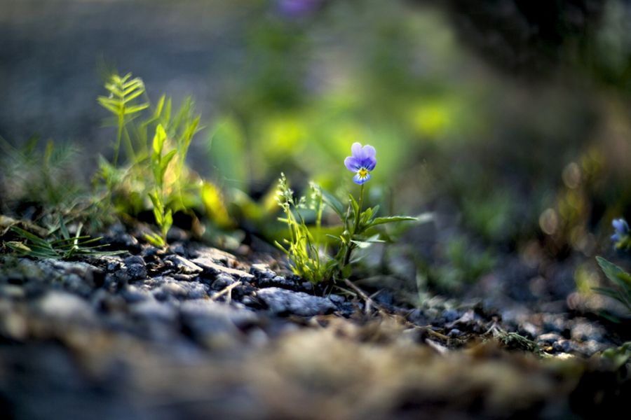 Biotar 1,5/7,5cm T Carl Zeiss Jena M39 (Germany, 1948)