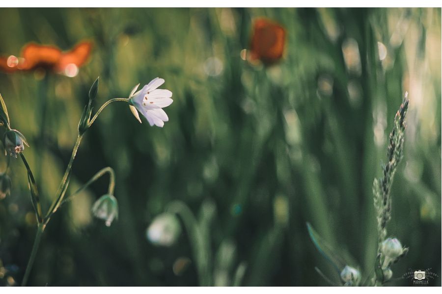 Sonnar 3.5/135 MC Carl Zeiss Jena DDR (Germany)