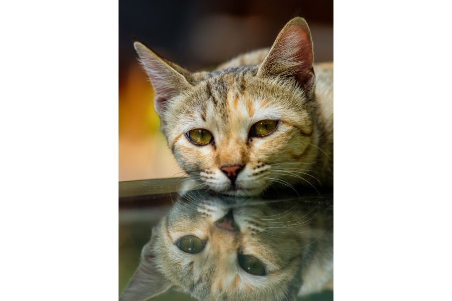 Vivitar 135mm f/3.5 Auto Telephoto