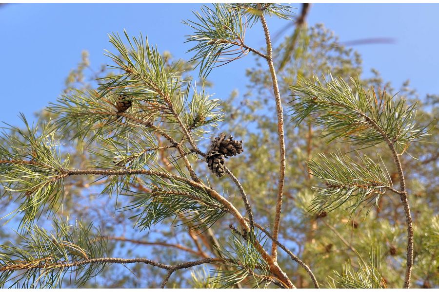 Sigma AF 18-50mm F2.8 EX DC Macro for Canon