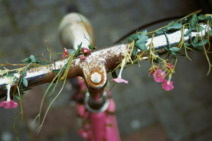 Фотопленка Kodak Gold 200/24 (USA, 2025)