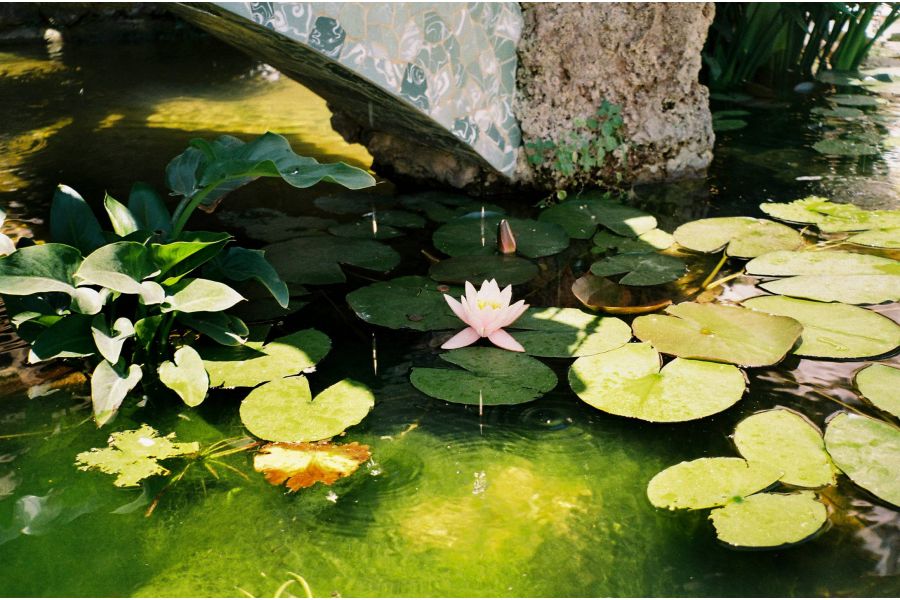 Фотопленка Kodak Gold 200/24 (USA, 2025)