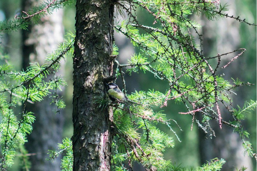 Редкость ФС-4 4,5/300 №14001 СССР