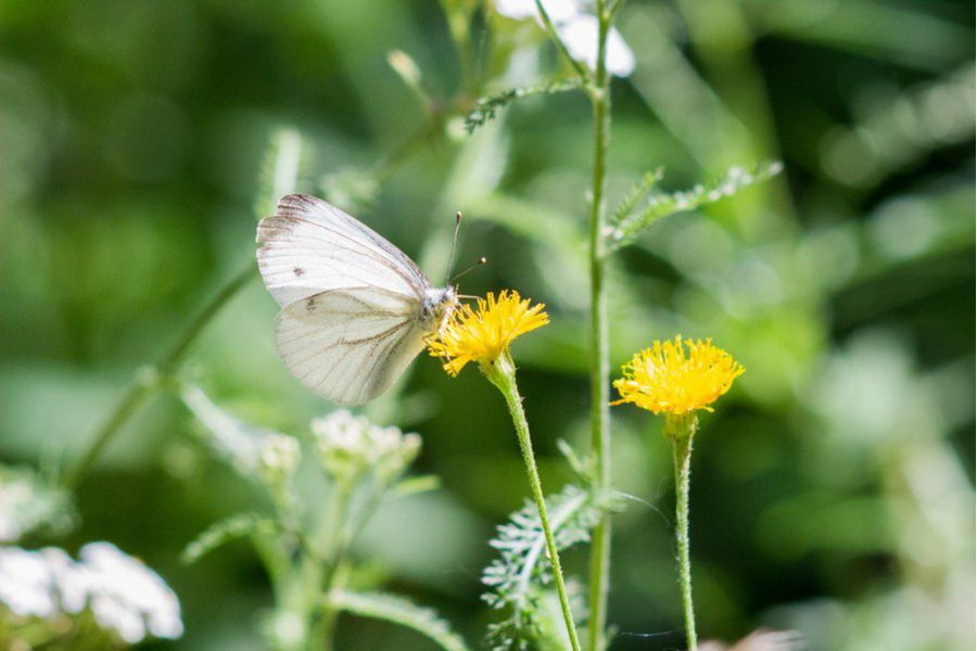 Редкость ФС-4 4,5/300 №14001 СССР