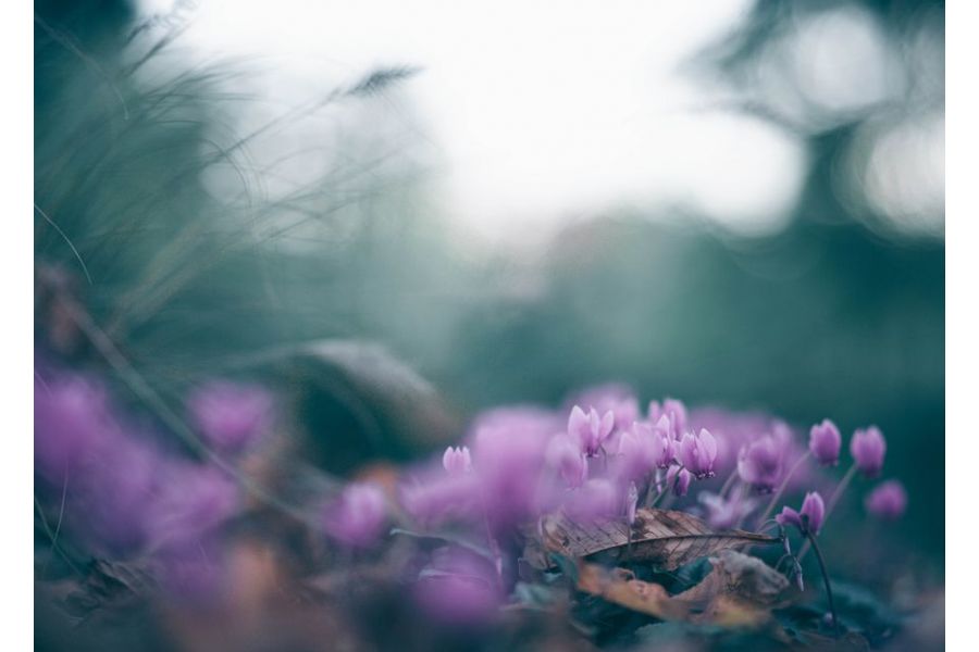 Samyang 85mm f/1.4 AS IF Chip Canon EF