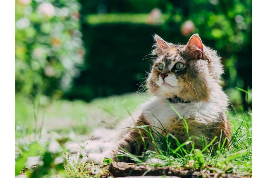 Samyang 85mm f/1.4 AS IF Chip Canon EF