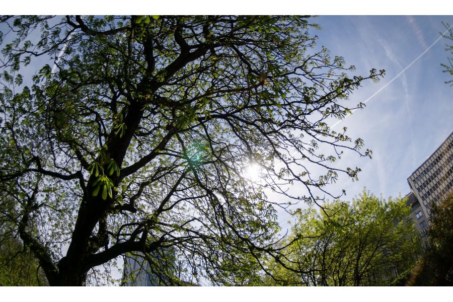 Meike 8mm f/3.5 Fisheye