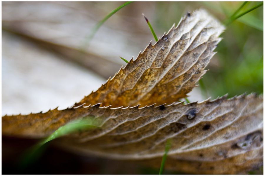 Flektogon 2,8/12,5 Carl Zeiss Jena (Germany)