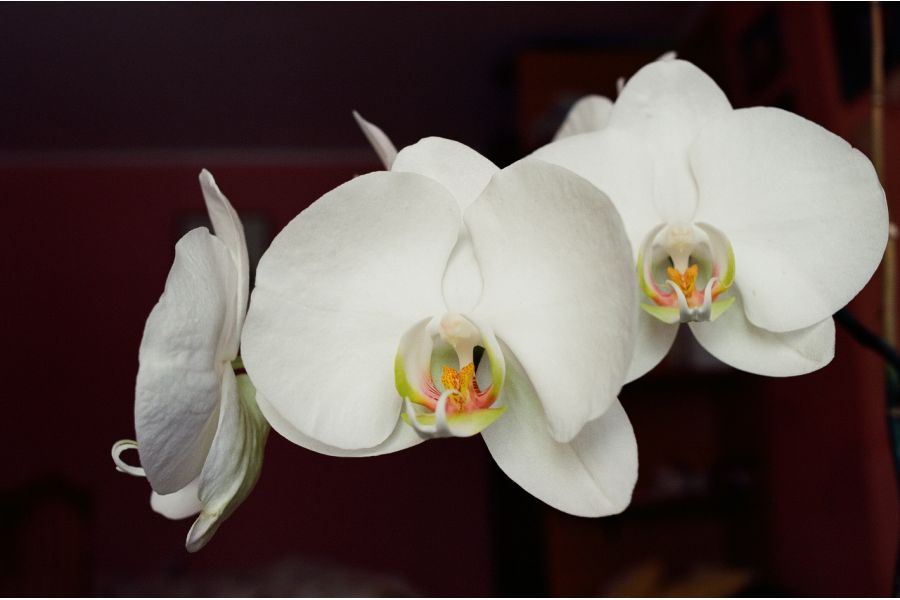 Flektogon 2,8/12,5 Carl Zeiss Jena (Germany)