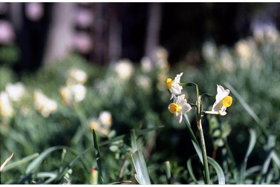 Tessar 2.8/45 T* Carl Zeiss