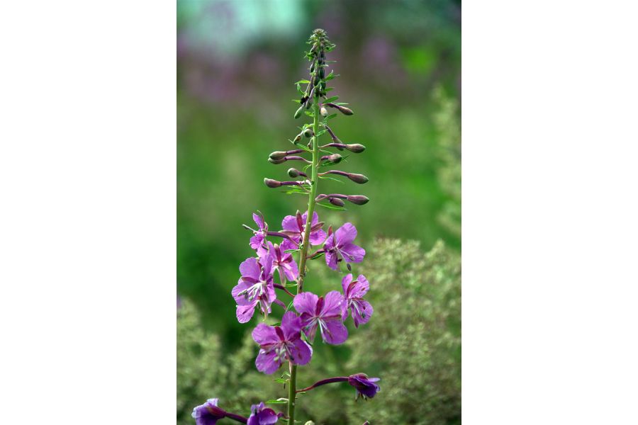 Nikon 18-135mm f/3.5-5.6G ED-IF AF-S DX Zoom-Nikkor (Thailand)