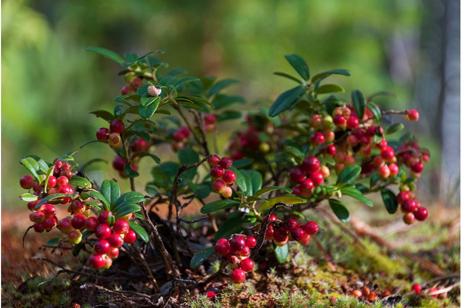 Nikon 18-135mm f/3.5-5.6G ED-IF AF-S DX Zoom-Nikkor (Thailand)