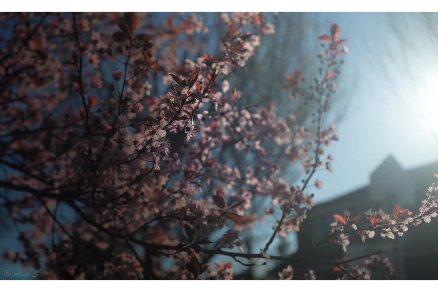 Leica Summicron-M 35mm f/2 asph black