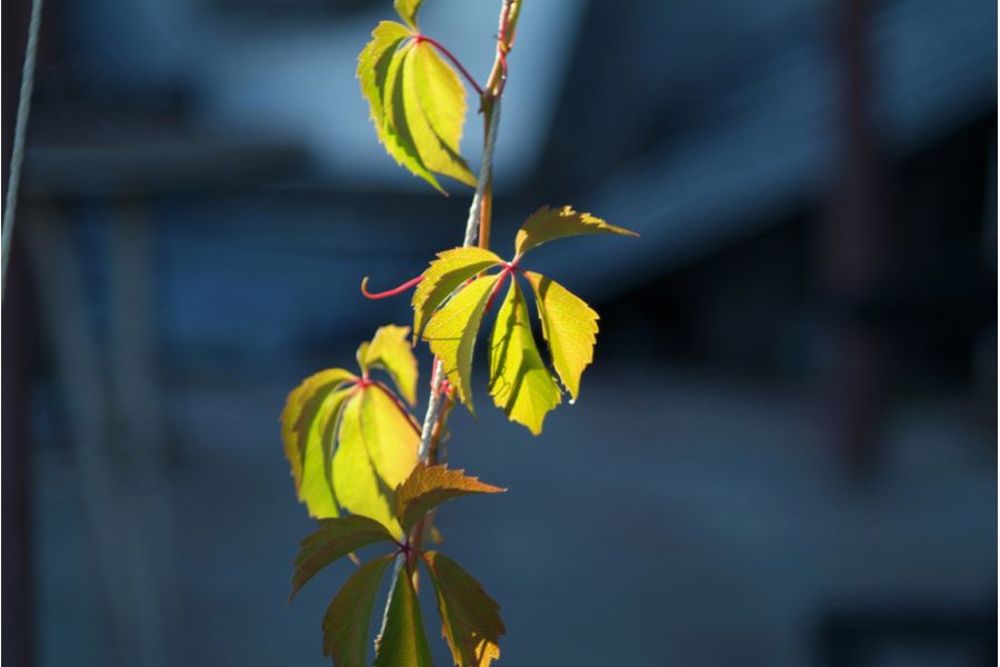 Culminar 2.8/85mm VL Steinheil Munchen