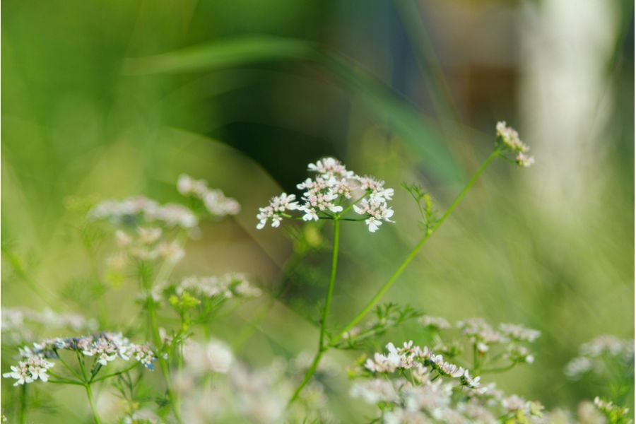 Culminar 2.8/85mm VL Steinheil Munchen