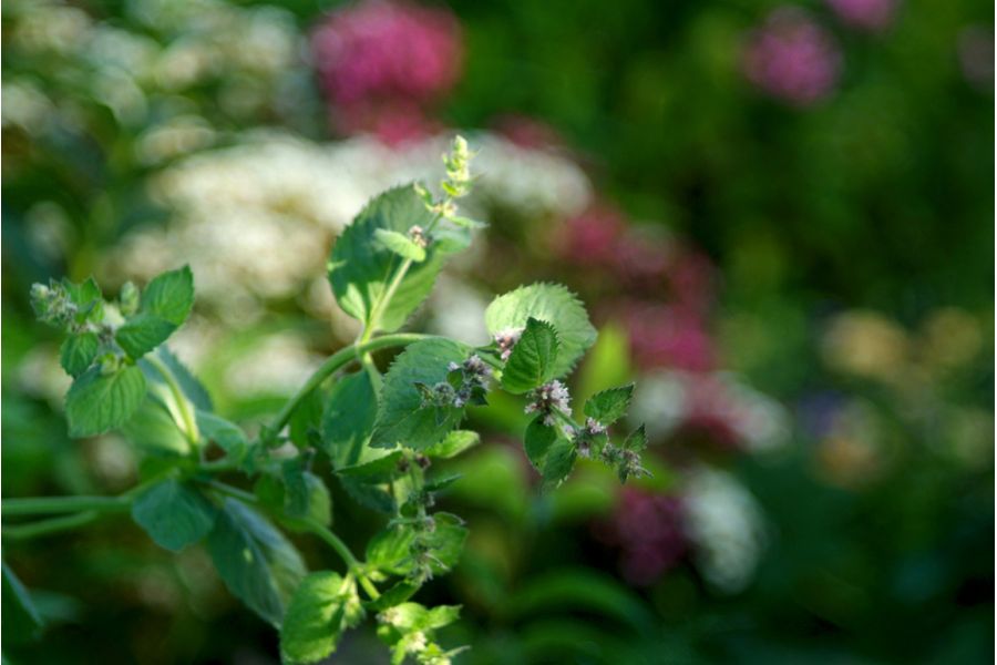 Culminar 2.8/85mm VL Steinheil Munchen