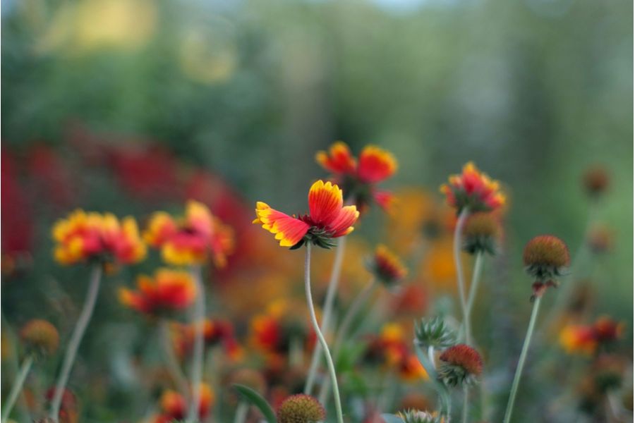 Sonnar 2/85mm T Carl Zeiss Jena Contax RF (2766511)