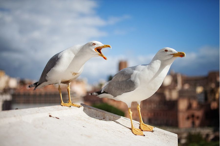 Samyang 35mm f/1.5 AS UMC for Sony E