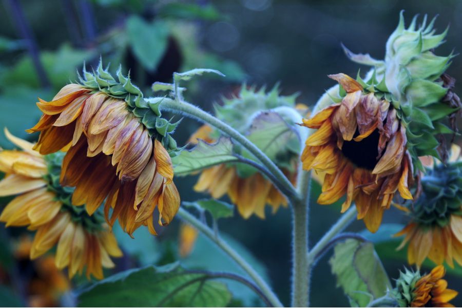 Редкий Индустар-22 3,5/50 Москва (СССР, 1948)