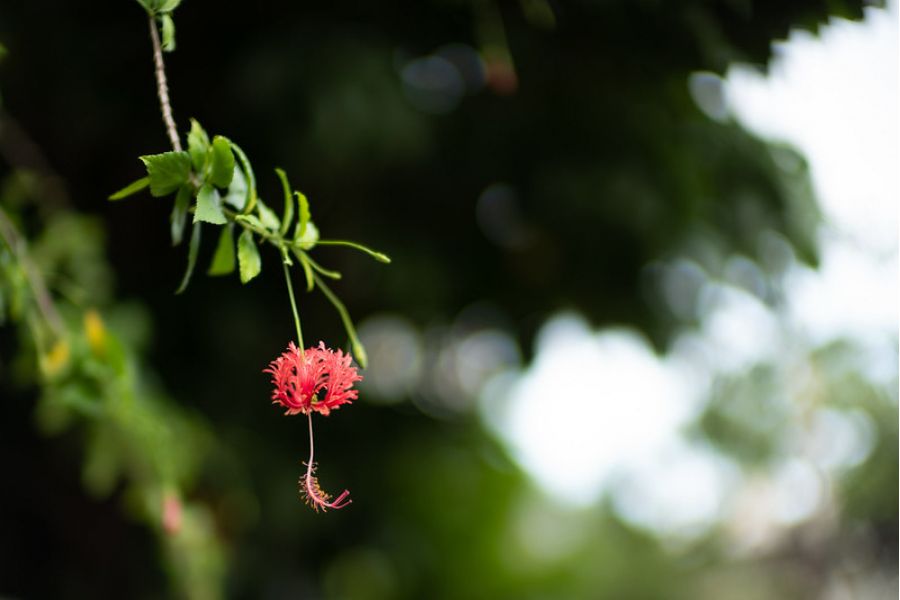 Leica Noctilux-M 0.95/50 ASPH. 