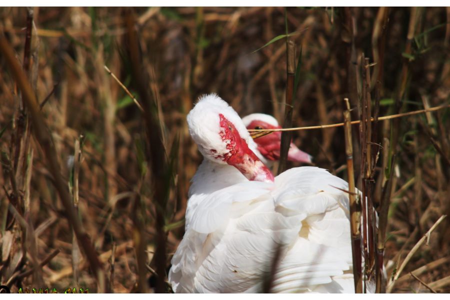 Prinzgalaxy 4.5/200mm