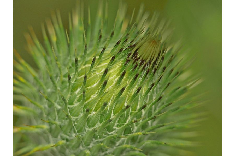 Индустар-51 4,5/210 особый (КМЗ, СССР)