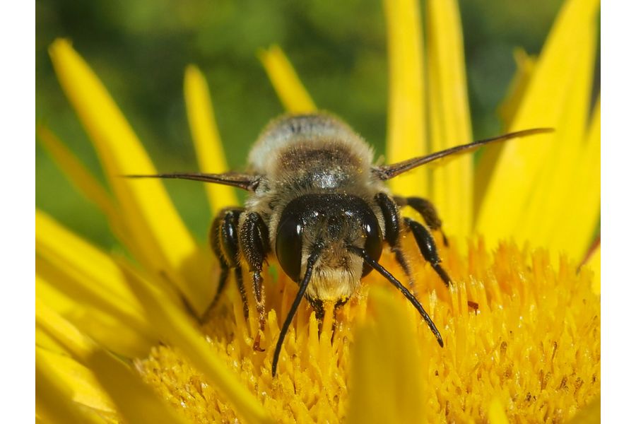 Индустар-51 4,5/210 особый (КМЗ, СССР)