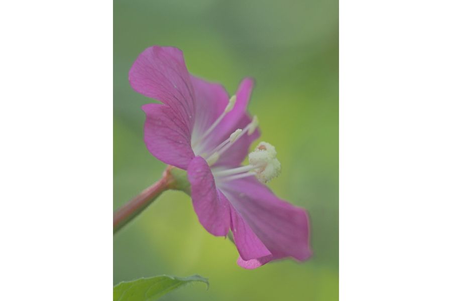 Индустар-51 4,5/210 особый (КМЗ, СССР)