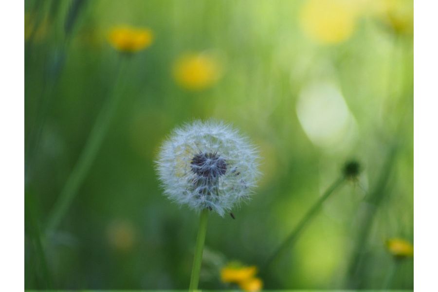 Sigma Mini-Tele 3.5/135mm MC for Minolta MD