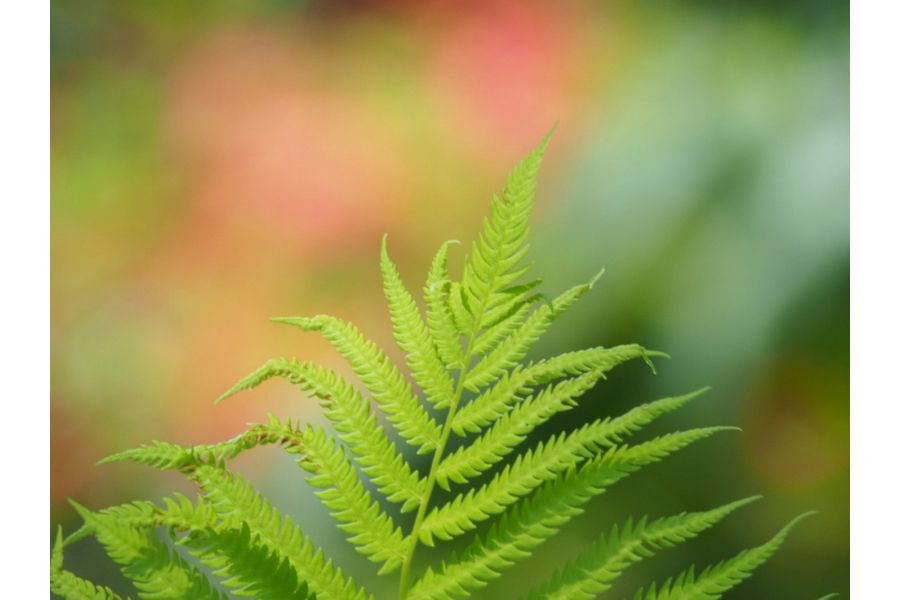 Sigma Mini-Tele 3.5/135mm MC for Minolta MD