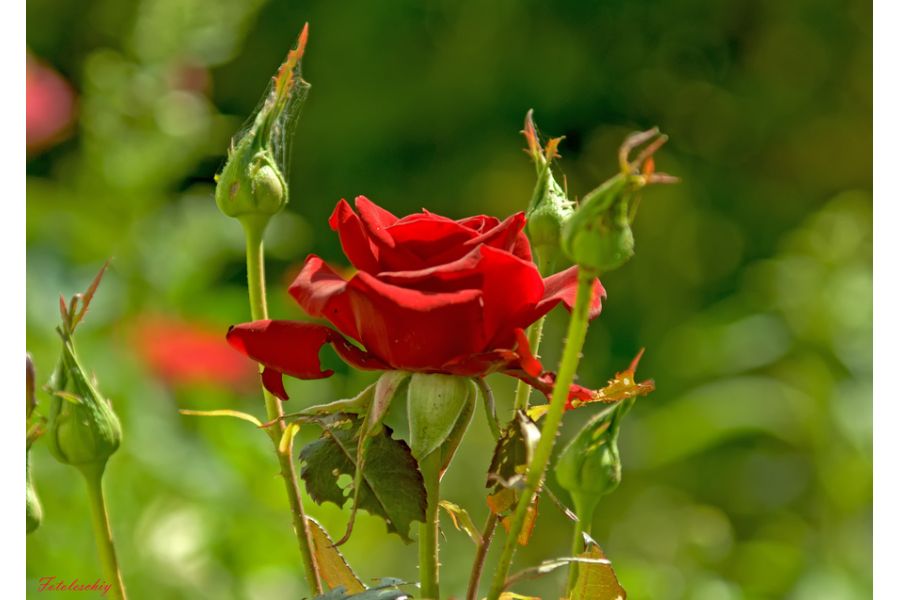 Tamron 80-210mm f/3.8-4