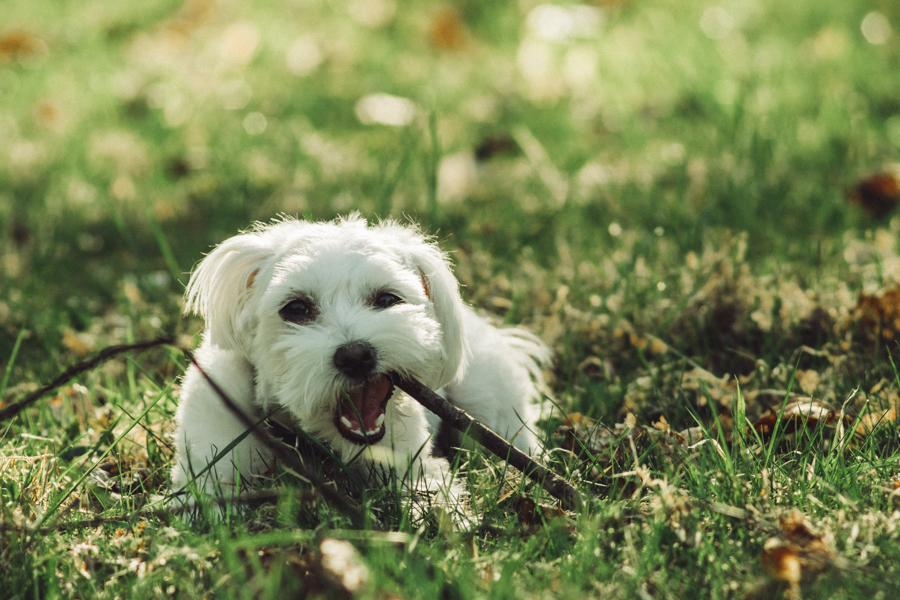 Tamron 80-210mm f/3.8-4