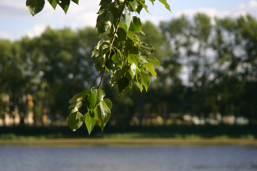 Canon EF 35-135mm f/4-5.6 Ultrasonic