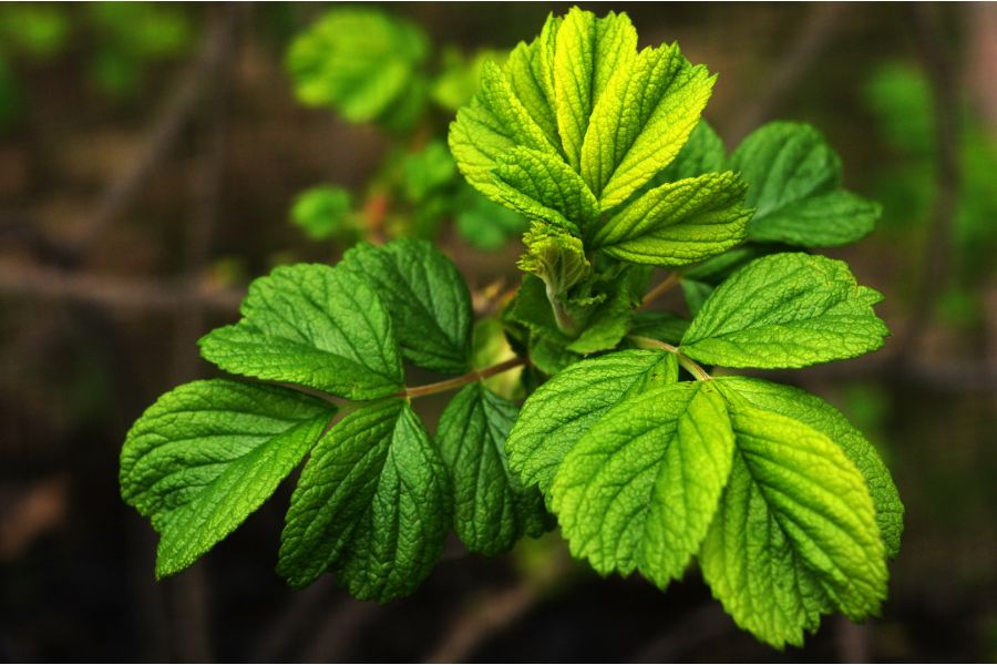 Meopta Meopar 4,5/50mm