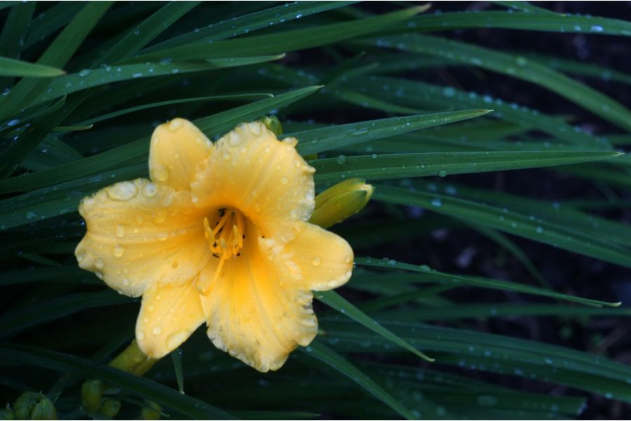 Meopta Meopar 4,5/50mm